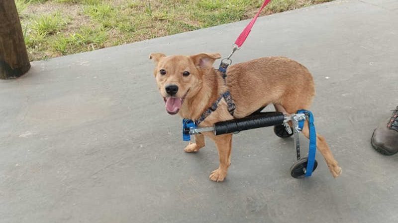 Cão do Abrigo de Animais de Presidente Prudente (SP) volta a se locomover após ganhar cadeira de rodas