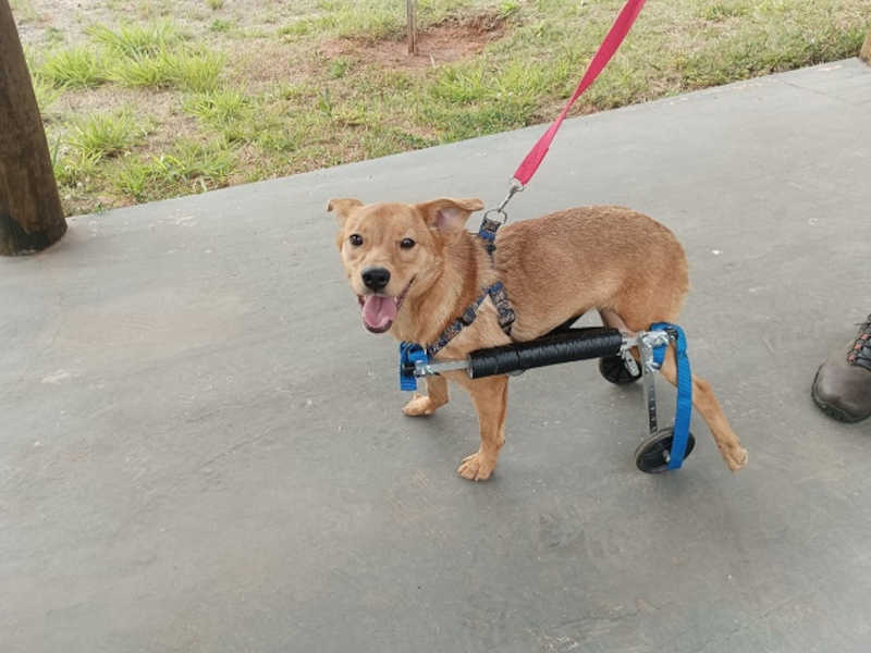 Cão do Abrigo de Animais de Presidente Prudente (SP) volta a se locomover após ganhar cadeira de rodas