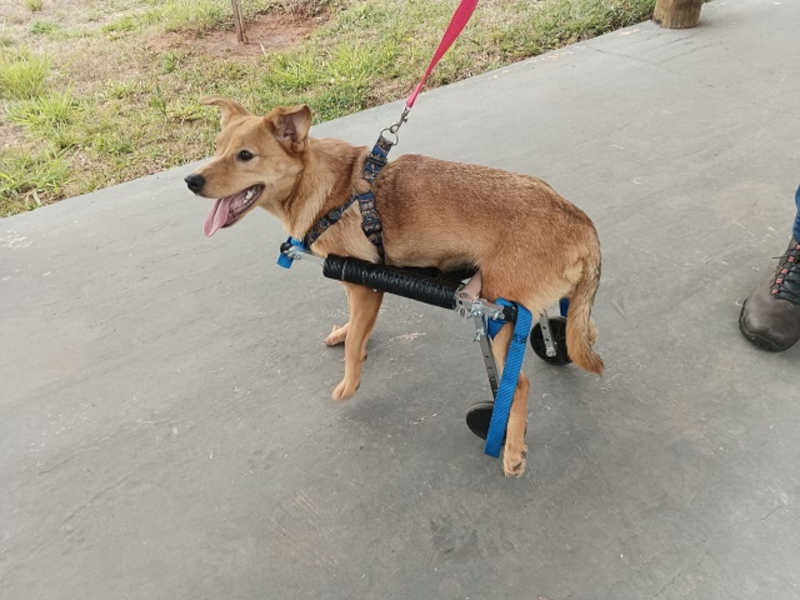 Cão do Abrigo de Animais volta a se locomover após ganhar cadeira de rodas