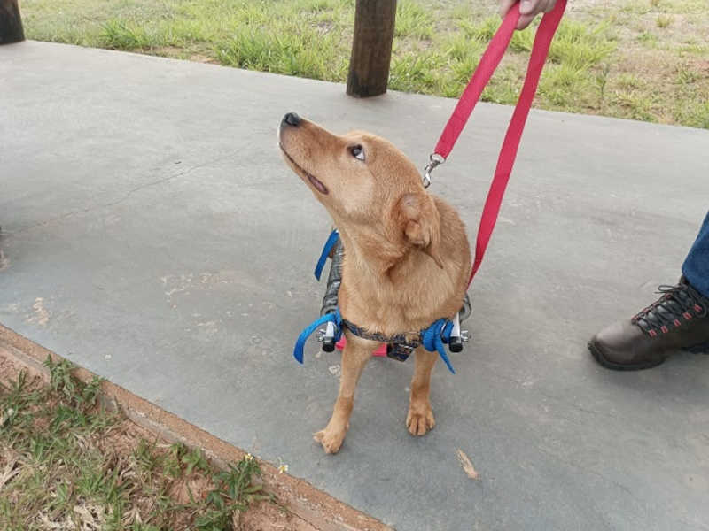 Cão do Abrigo de Animais volta a se locomover após ganhar cadeira de rodas