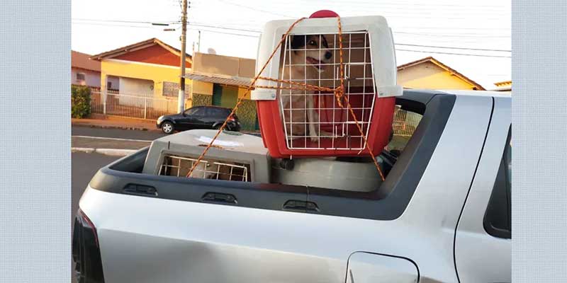 Veterinário diz que motorista que transportou cachorra pós-operada foi alertado sobre falta de segurança da viagem