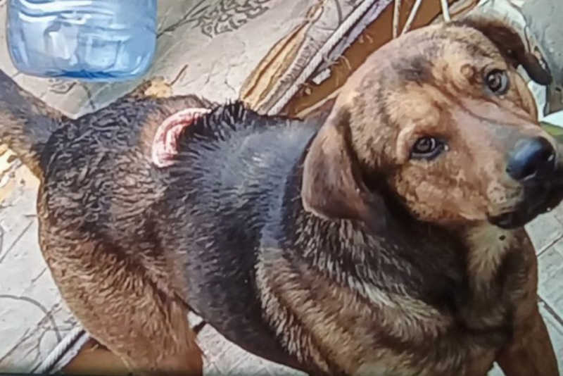 Patrulha de Proteção Animal resgata cão que sofria maus-tratos em Rio Claro, SP