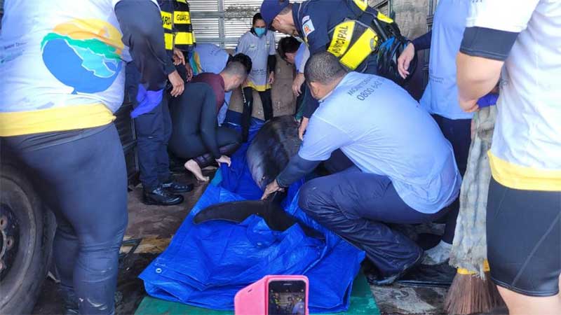 Golfinho é resgatado em estado grave após encalhar na praia de Santos, SP