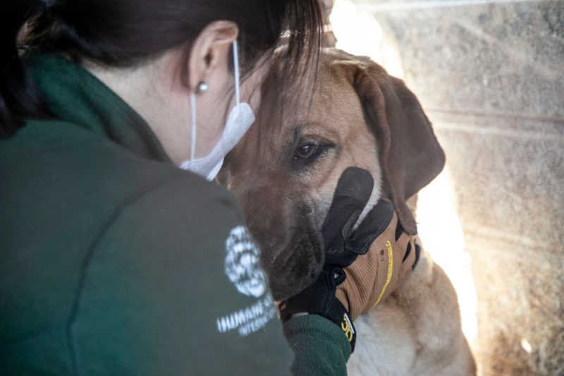 Restabelecida liminar que obriga Franca (SP) a arcar com custos de cães sob proteção voluntária