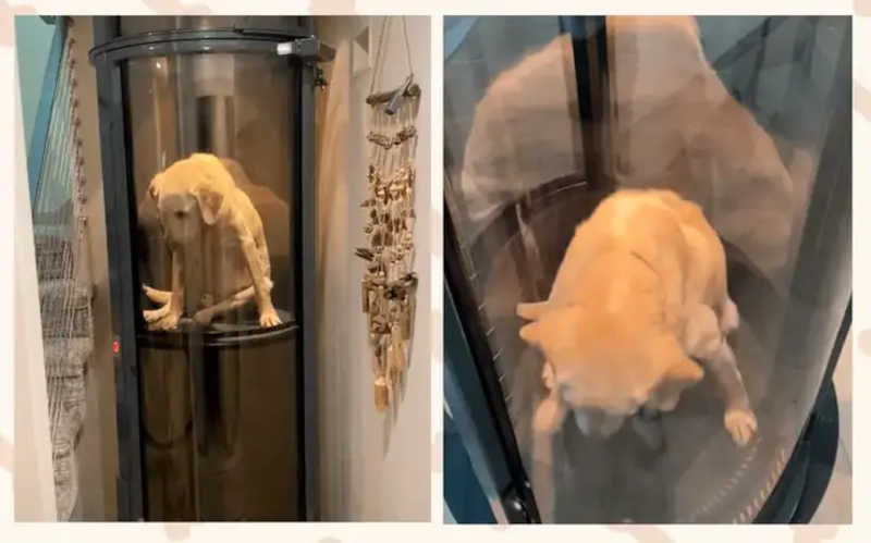 Família constrói elevador para cachorro que não consegue subir escadas