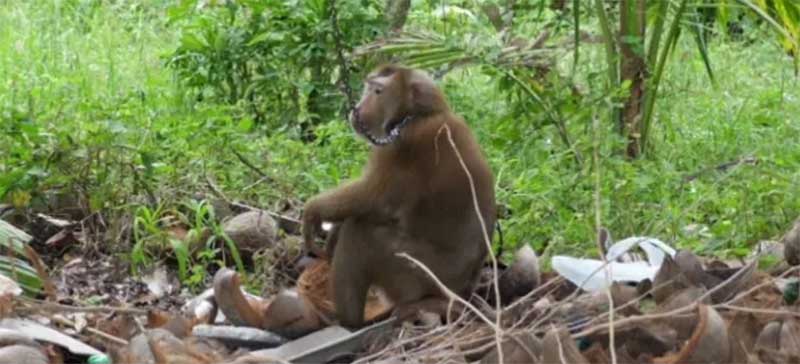 Ativistas denunciam escravização de macacos na Tailândia