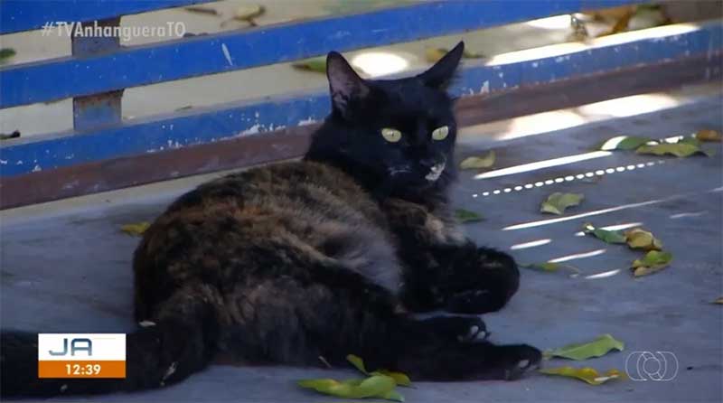 Tutores estão com medo da onda de envenenamento de gatos na capital — Foto: Reprodução/TV Anhanguera