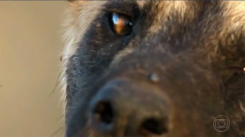 Cães selvagens africanos separados da família em Botsuana morrem com ‘síndrome do coração partido’; entenda