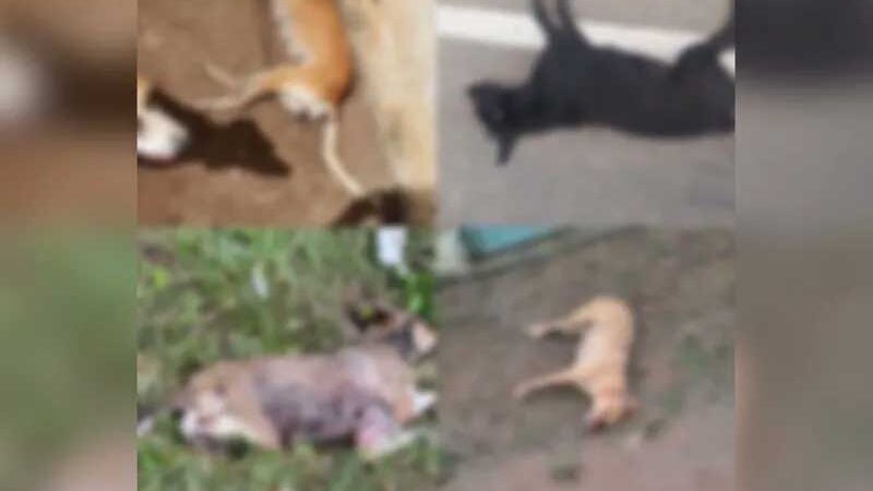 Uma dezena de cachorros são encontrados mortos no centro de Igaci, AL