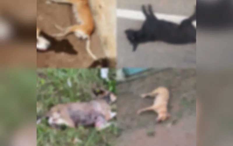 Uma dezena de cachorros são encontrados mortos no centro de Igaci, AL
