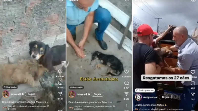 Dezenas de cães são abandonados em casa em Maceió (AL) e cometem canibalismo