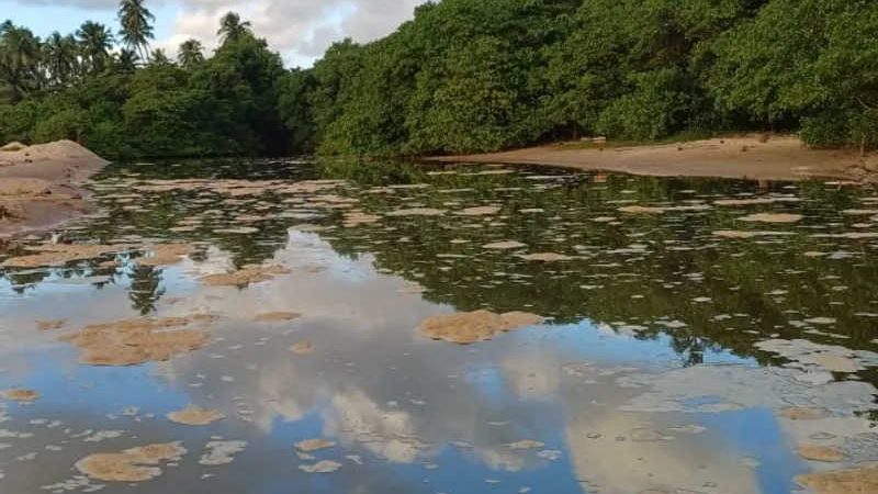 Perda das piscinas naturais e morte de animais: moradores da Garça Torta (AL) cobram paralisação de obra de aterramento do mangue