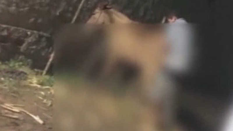 Homem é flagrado estuprando uma jumenta em terreno baldio de Traipu, AL