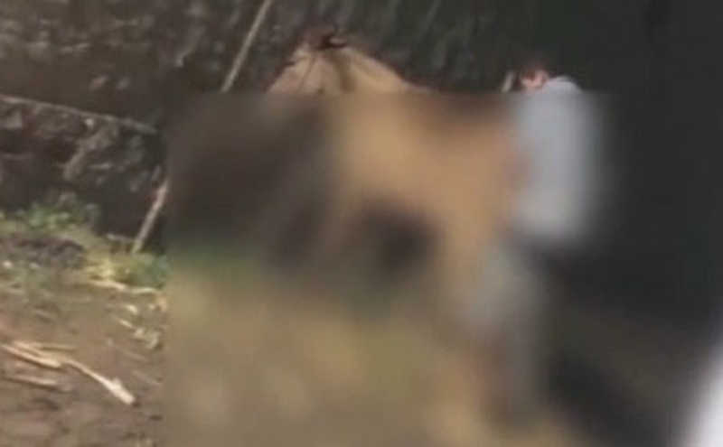 Homem é flagrado estuprando uma jumenta em terreno baldio de Traipu, AL