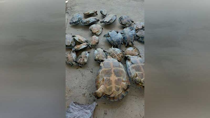 Policiais apreendem sete tartarugas e 15 tracajás em casa no município de Beruri, AM