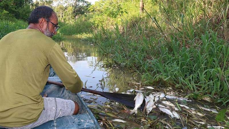 Peixes morrem em igarapé no ramal do Jandira após obra da prefeitura de Iranduba, AM