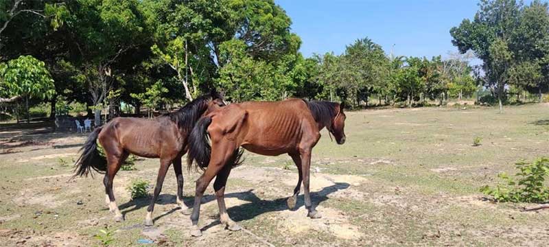 Seis cavalos em situação de maus-tratos são resgatados em Rio Preto da Eva, AM