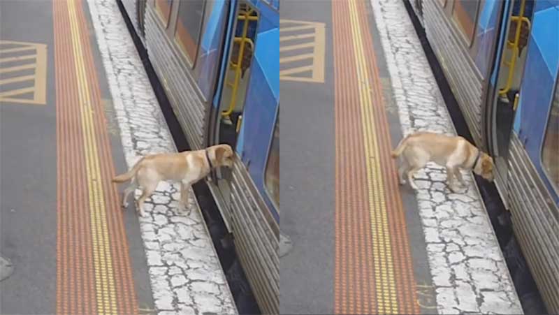 Cachorro ‘perdido’ é flagrado pegando o metrô sozinho na Austrália; vídeo