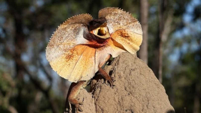 Lagarto-dragão-australiano, uma famosa espécie de lagarto encontrada na Austrália