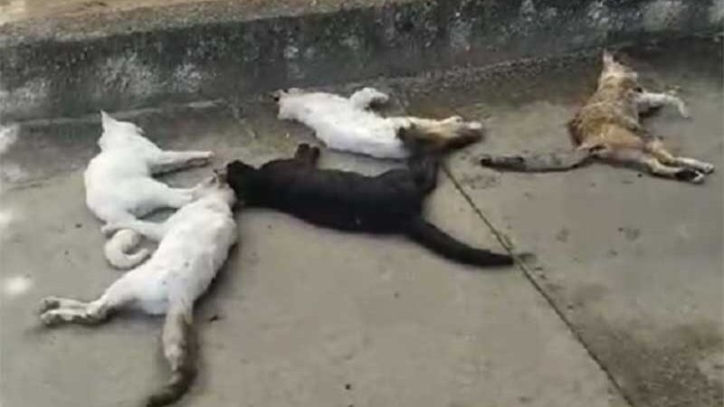Cães e gatos morrem com sinais de envenenamento no Vivendas da Lagoa, em Jacobina, BA