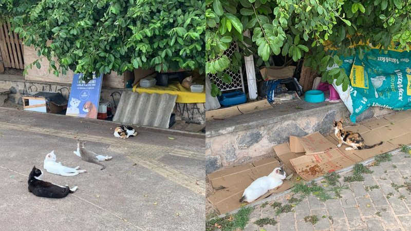 Ativista critica ideia que promete acabar com colônia de gatos de Piatã, em Salvador, BA: “loucura”