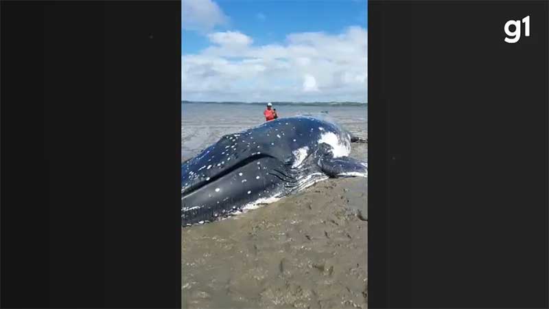 Baleia morre após encalhar em praia da Bahia; animal apresentava marcas de mordidas de tubarão