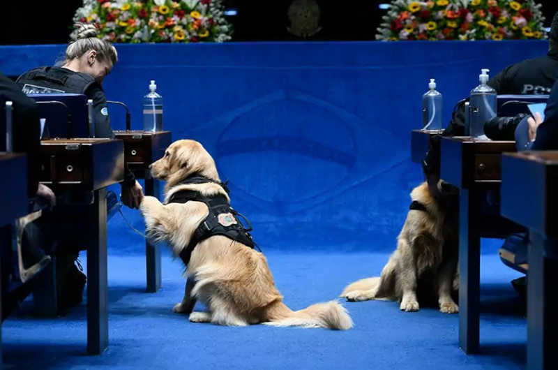 Proteção a animais a serviço das forças de segurança está na pauta da CSP do Senado