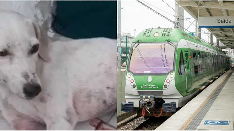 Cadela é atingida por vagão do Metrofor e tem duas patas mutiladas, diz ONG