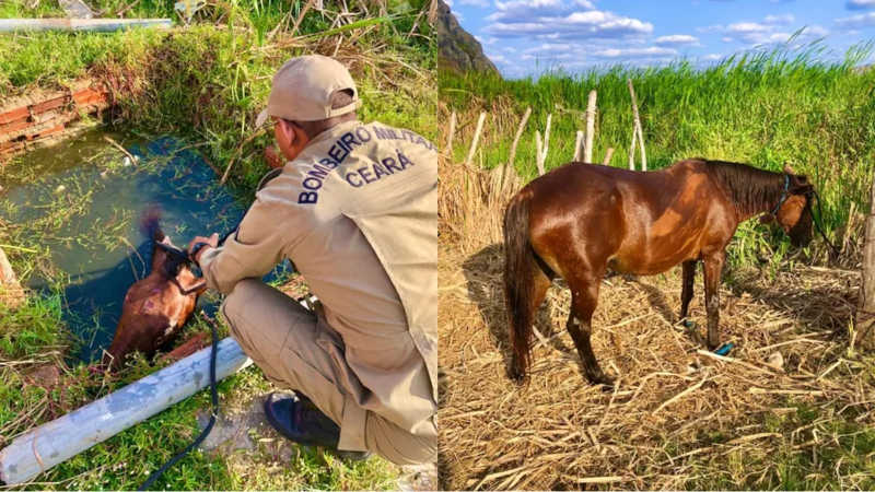 Égua é encontrada amarrada, cega e com sinais de maus-tratos em cacimba no Ceará