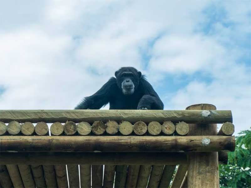 Yoko, a chimpanzé do Bioparque Ukumarí, seria transferida para uma reserva no Brasil