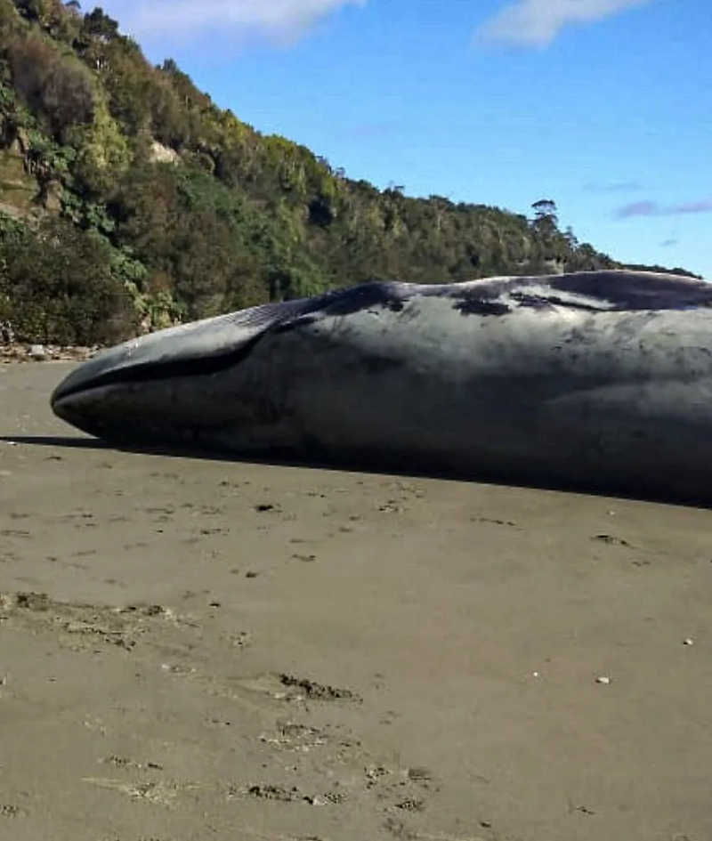 Animal morto em praia do Chile pode ser uma baleia-azul, a maior espécie do mundo