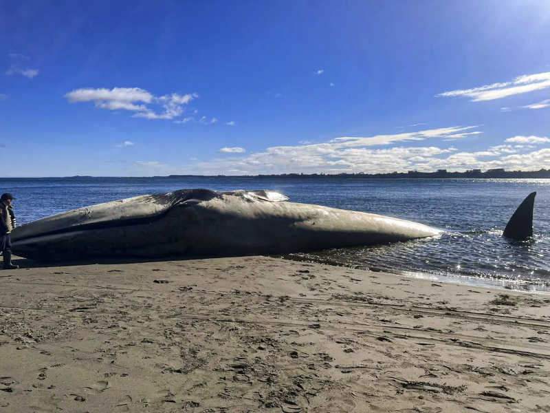 Imagem de baleia azul morta que apareceu no Chile, em 8 de agosto de 2023 — Foto: Claudio Kompatzki/Defendamos Chiloe/AFP