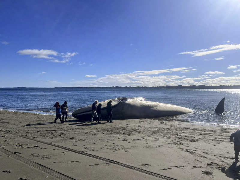Uma baleia azul morta no Chile, em agosto de 2023 — Foto: Claudio Kompatzki/Defendamos Chiloe/AFP