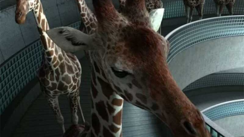 Justiça do DF nega que animais apreendidos com sinais de maus-tratos voltem ao Le Cirque