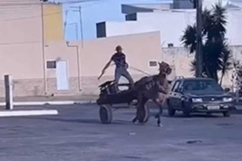 Cavalos vítimas de maus-tratos levam chicotadas e puxam carroças no DF. Vídeo