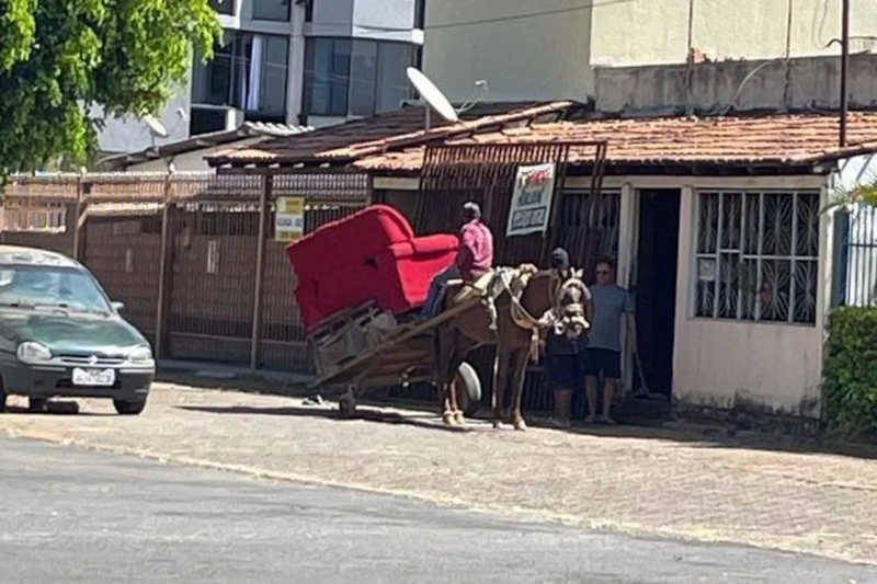 Vídeo: carroceiro é flagrado espancando cavalo com chicote no Guará