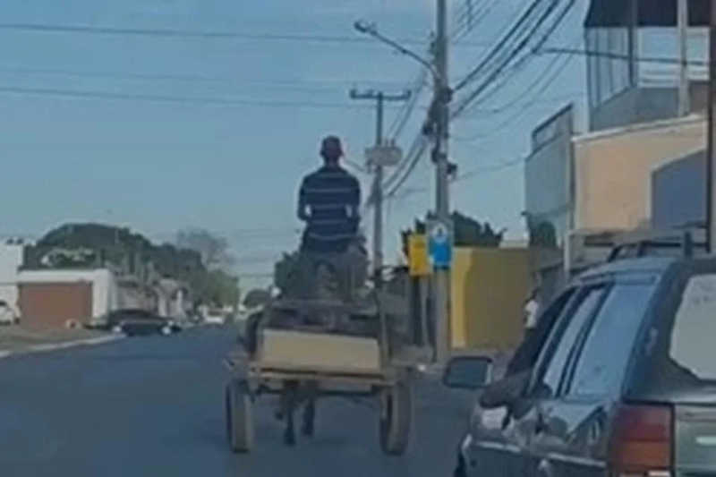 Vídeo: carroceiro é flagrado espancando cavalo com chicote no Guará