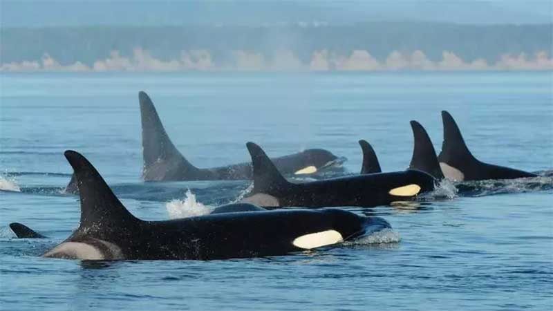 Há como fazer santuários onde orcas e belugas possam se retirar do