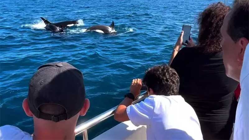Turistas pagam por encontros imediatos com essas orcas. Foto: BBC News Brasil