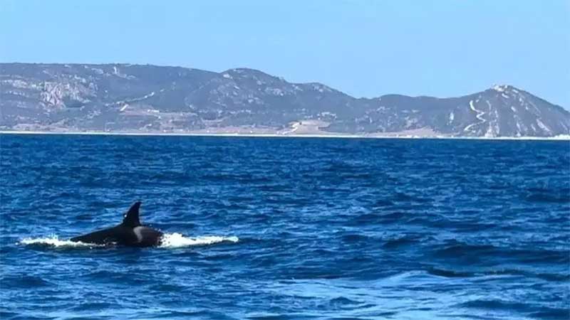 Orcas ibéricas caçam atum em uma das vias navegáveis ​​mais movimentadas do mundo - o Estreito de Gibraltar. Foto: BBC News Brasil