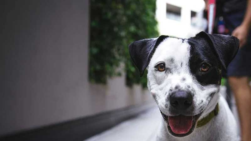 Espanha cria lei que obriga tutor a fazer curso antes de adotar cão