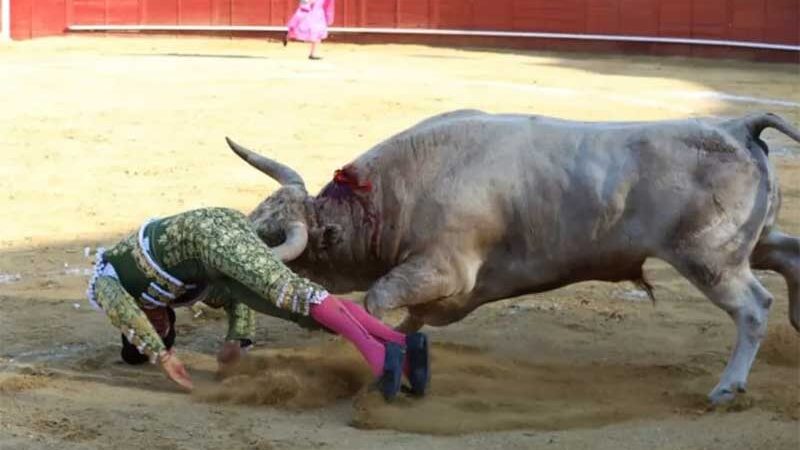 Toureiro é chifrado no reto ao se apresentar em arena de touros em Madri