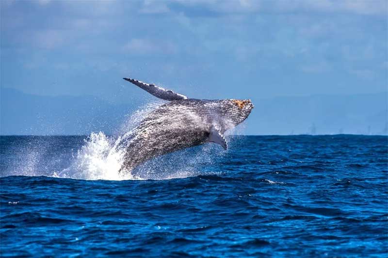 Nove baleias já morreram encalhadas na costa do ES em 2023; instituto explica fenômeno
