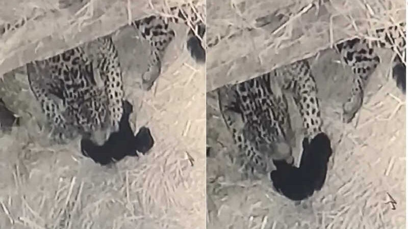 Vídeo mostra filhote de onça que foi abocanhado por outro animal ganhando ‘carinho’ da mãe em zoológico no ES