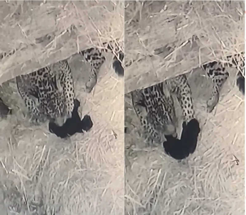 Vídeo mostra filhote de onça que foi abocanhado por outro animal ganhando ‘carinho’ da mãe em zoológico no ES