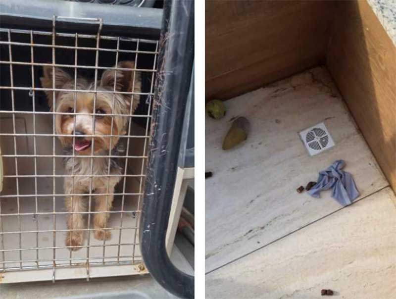 CPI vai ouvir nesta terça tutora de cão preso em varanda de Jardim Camburi, em Vitória, ES