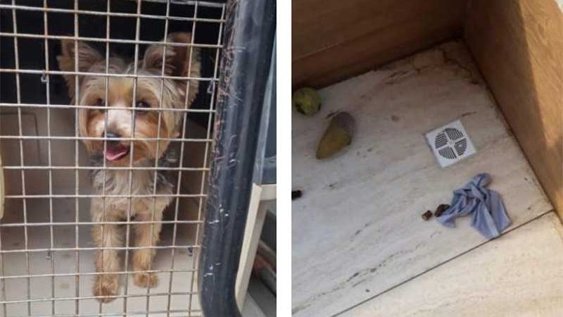 Cão é resgatado após ficar 10 dias preso em varanda de apartamento em Vitória (ES); vídeo