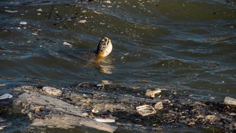 Tartaruga em meio ao lixo no mar de Vitória chama a atenção: ‘pedido de socorro’; fotos