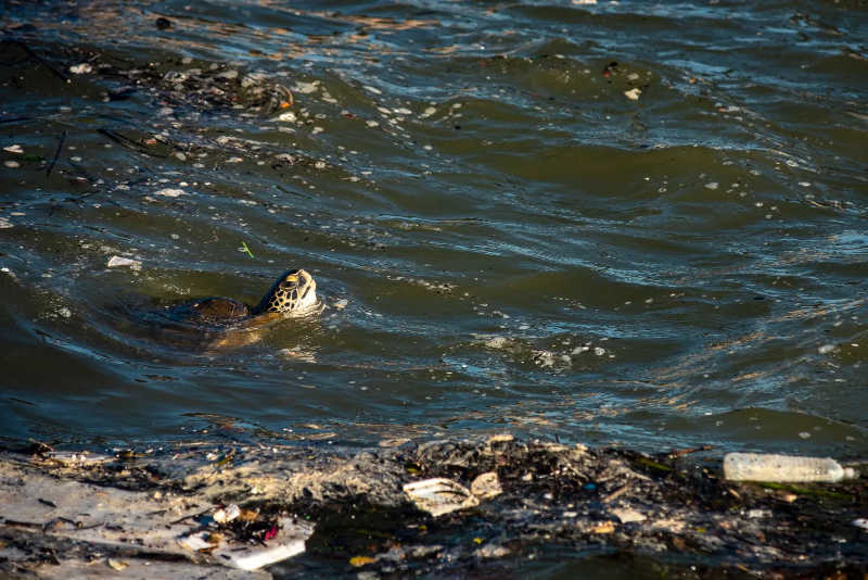Tartaruga em meio ao lixo no mar de Vitória chama a atenção — Foto: Reprodução