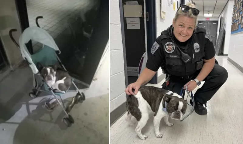 Mulher abandona cão em aeroporto e embarca sozinha após ouvir que o animal só viajaria em caixa especial